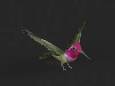 Hummingbird 3D model get