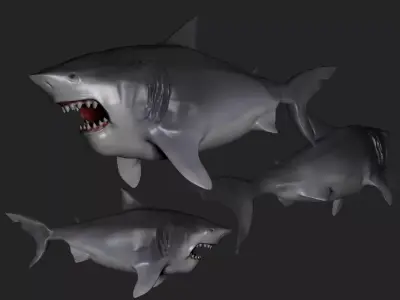 great white shark 3D model
