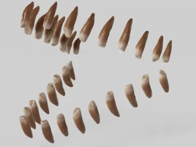  Beluga Whale Teeth 