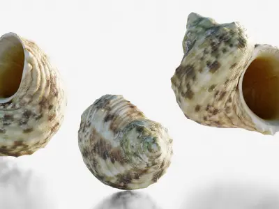 Scanned seashell Low-poly 3D model buy