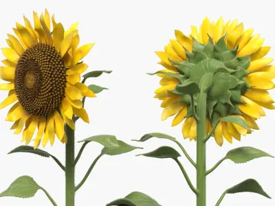 Blooming Sunflower Stem Tall Fur 3D model
