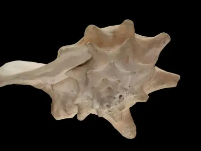 Strombus gigas queen conch shell scan 3D model