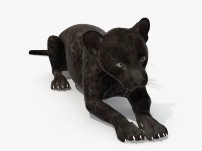 Panther Cub Lying Down 3D model