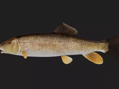 Carp fish Low-poly 3D model