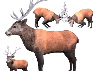 Elk Deer Low-poly 3D model