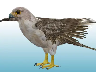 Hawk Rig 3D model