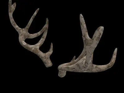 antlers horns 02 3D model