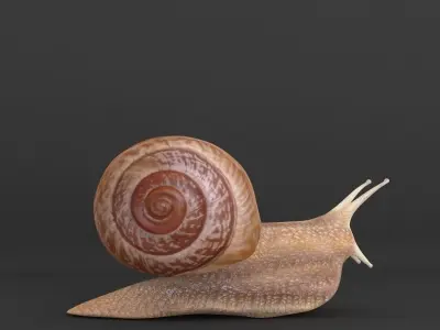 Snail 3D model 3