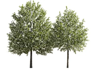 Tree Prunus Padus Bird Cherry Or Hackberry tree Free 3D model