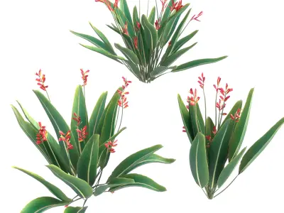 Bird of paradise flower plants 3D model