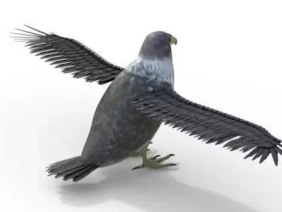 Falcon Bird Rigged 3d model Free low-poly 3D model
