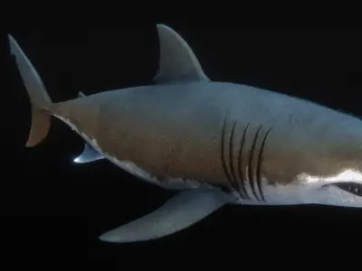 Jaws White Shark Low-poly 3D model
