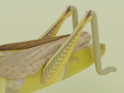 grasshopper Low-poly 3D model purchase