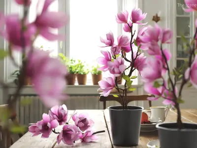 Magnolia Flower Plant in Pot of Soil Pink 3D model