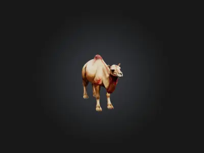 Realistic Wounded Camel Model Low-poly 3D model
