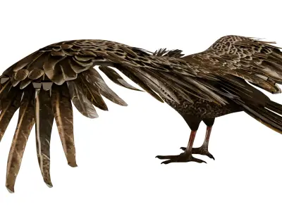 Vulture 3D model purchase