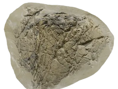  Large Deeply Cracked Beach Rock Model  purchase