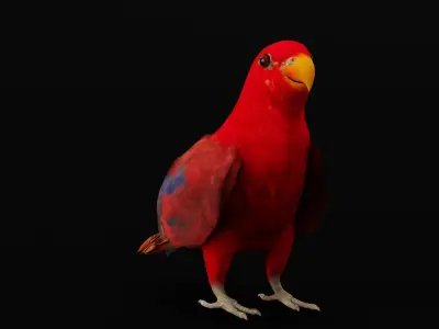 Red Lory Parrot Flamboyant Bird Low-poly 3D model