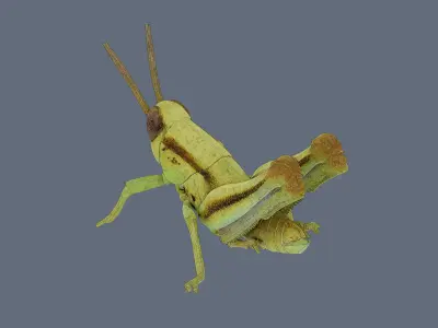 Grasshopper nymph Low-poly 3D model