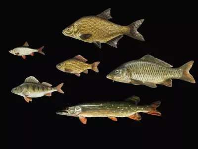 River fish collection Low-poly 3D model