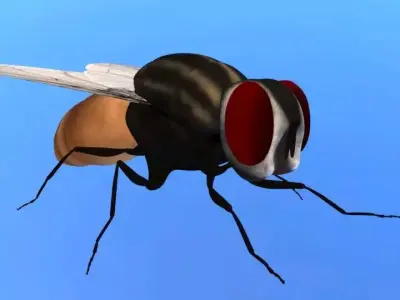 Housefly lowpoly 3d model and  3d print model Low-poly 3D model