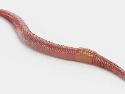  Earthworm Rigged 