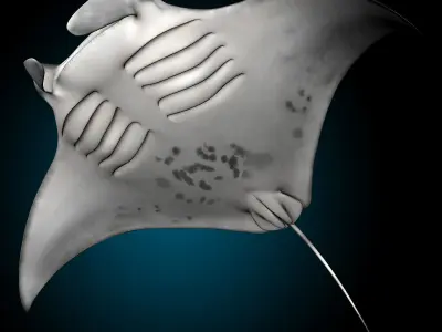 Manta Ray 3D model shop