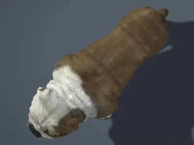 Bulldog 3D model get