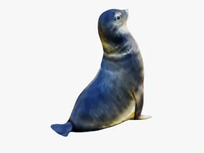 Sea Lion Free 3D model