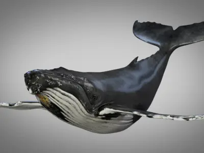 Humpback Whale 3D model shop
