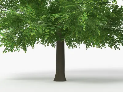 Realistic Lowpoly Beech Woodland Tree Green 3D model
