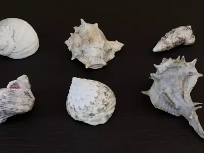 Sea shells collection Vol 3 Low-poly 3D model Low-poly 3D model