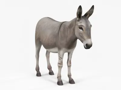  Farm Mammal Donkey 