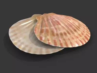Ocean-Inspired Sea Shell 3D Model Low-poly 3D model