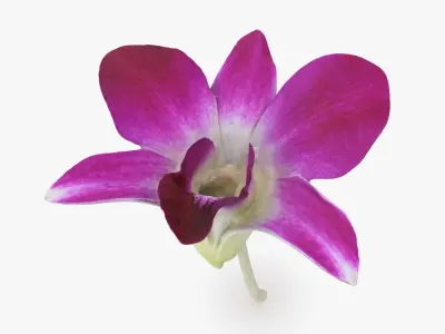 Flower - 3D Scanned Collection 3D model