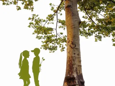 Plane-tree Sycamore Platanus V13 3D model