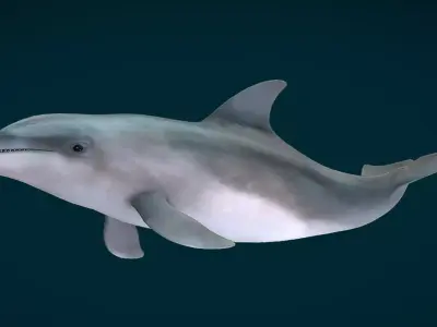 Bottlenose Dolphin Animated Low-poly 3D model