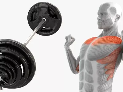 Male Muscular System Shoulder Press 3D model purchase