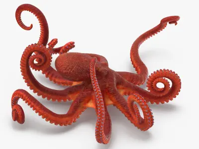 Octopus - Rigged 3D model