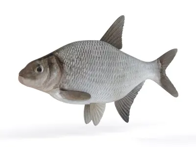 Bream Fish 3D model buy