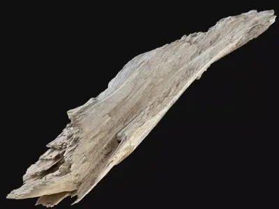 Peeling tree trunk wood in the real world 3d scan 3D model