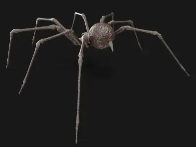 Spider 3D model 34