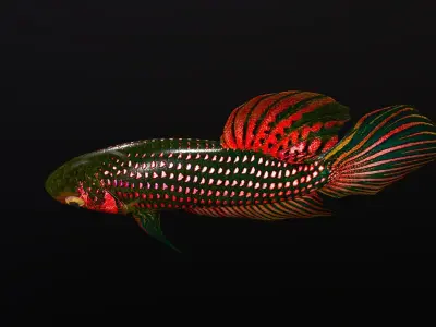 Betta Fish 3D model get