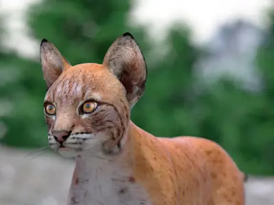Lynx Cub 3D model