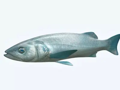 Dicentrachus Fish 2 3D model