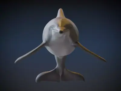 Dolphin   3D model