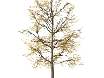 Mountain Ash Tree 08 3D model