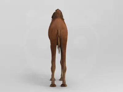 Camel - Rigged - Animated Low-poly 3D model