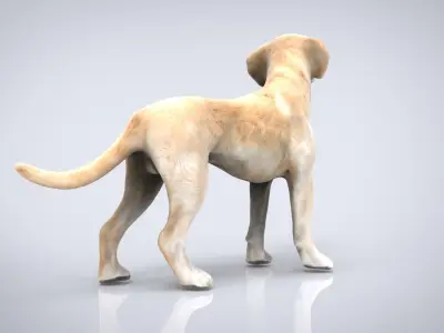 LABRADOR retriever Low-poly 3D model buy