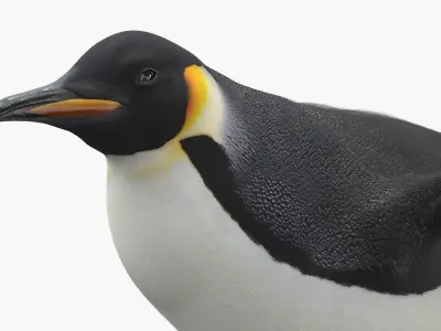  Belly Gliding Emperor Penguin Fur 